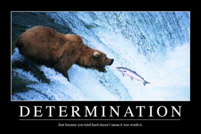 Determination Bear In Water Fish Motivational Laminated Poster 24x16