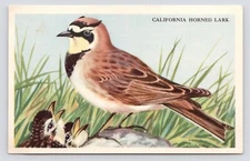 c1940s Loma Linda Food Co Ruskets Cereal Horned Lark Bird Advertising Trade Card