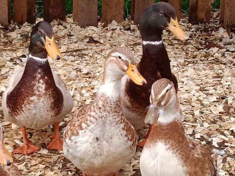 14 Rare Golden Cascade Duck Hatching Eggs eBay