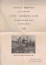 Topi, Pecchioni, Tavola grafica per la scelta delle viti americane da usarsi com