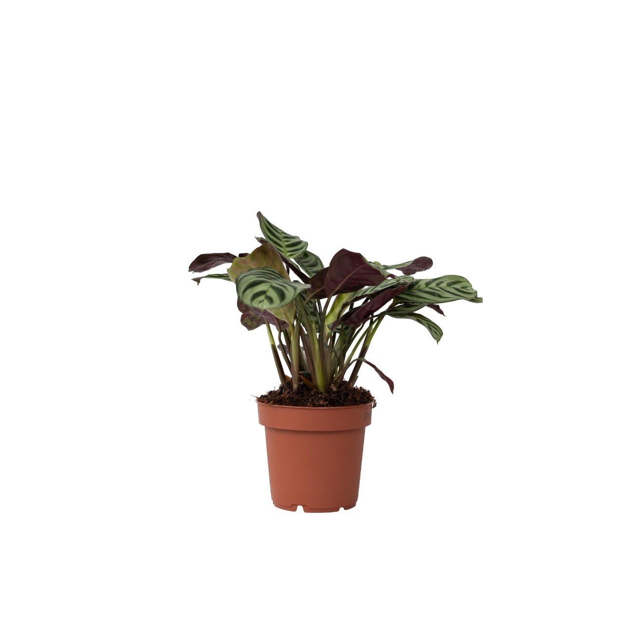 Pianta da letto a spina di pesce - Ctenanthe 'Amagris' - Altezza 20-30cm - ⌀12cm