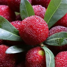 Premium Bayberry Candle Fragrance Oil 4 Ounce Bottles