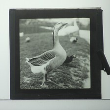 MAGIC LANTERN SLIDE GOOSE
