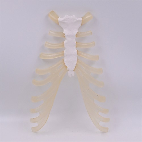 Human Skeleton Model for Anatomy Human Sternum Model Medicals Teaching Aid - Photo 7/8