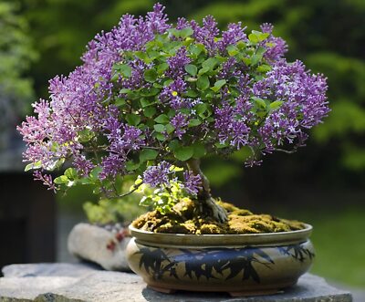 30 Purple Lilac Bonsai Seeds Grow Stunning Purple Blooming Bonsai Tree |  eBay.de