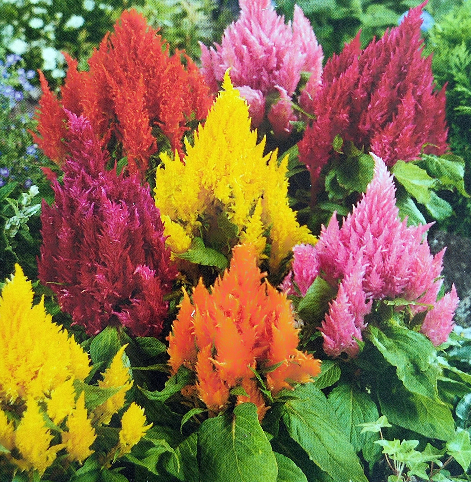 300 Samen Zwerg Federbusch Celosia pinnata Blume federartige Blütenstände Mix