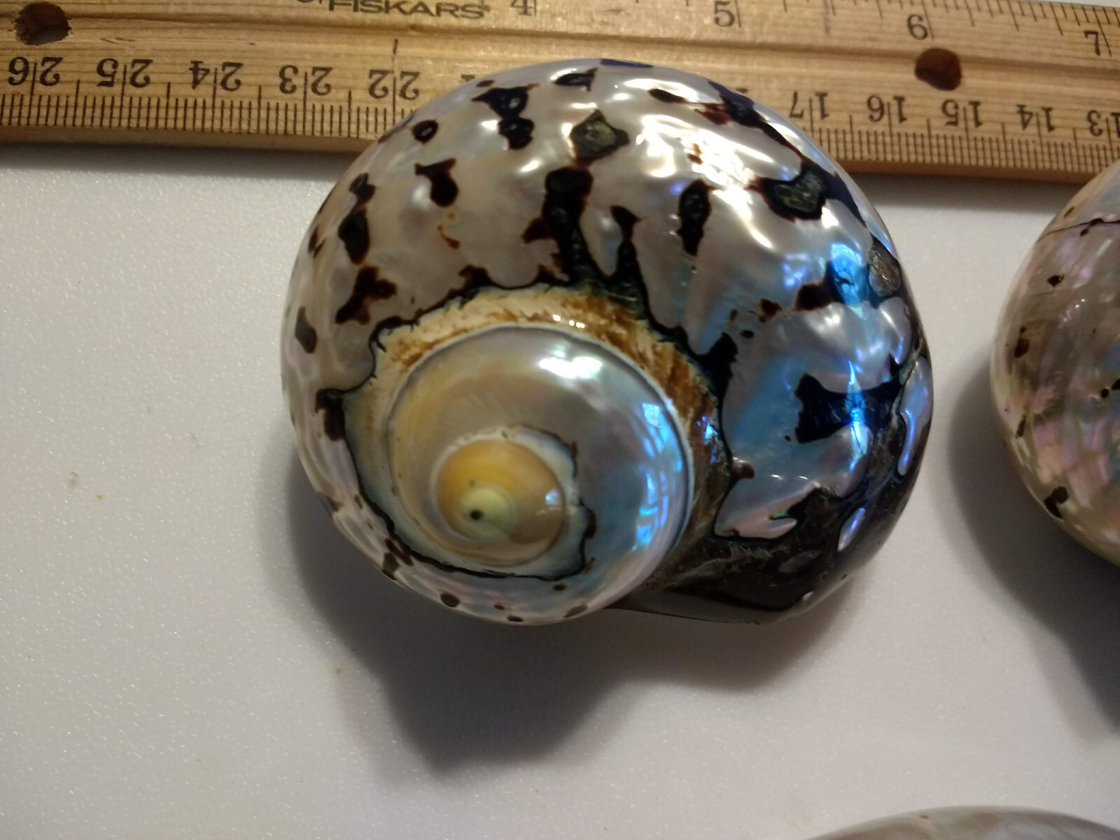 Smarticus Natural Turbo African Smarticus, Polished 2.5-3 Inches, SeashellsCrafts ...