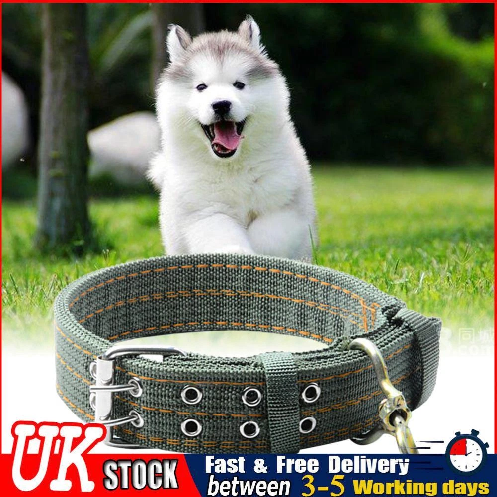 Stock collar store for dogs