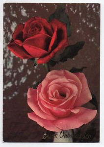 Coloratissima Cartolina Fotografica A Colori Per Auguri Fiori Rosa Ebay