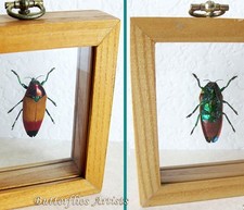 Rainbow Beetle Metaxymorpha Apicalis Rare Framed Entomology Double Glass Display