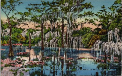 Giant Cypress Trees, Monarchs of Florida Forests Vintage Postcard Spc9