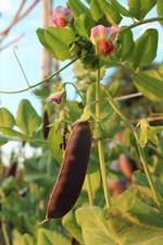 Erbsen Kapuziner 'Blauwschokker' Zuckererbsen violett alte Sorte - ökol. Anbau