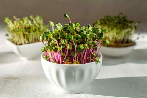 Sparkler Radish Seeds | Pink Red White Radishes Garden Root Vegetable Seed 2025 - Picture 6 of 12