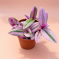 Live Tradescantia Nanouk in 4" Nursery Pot - Vibrant Pink