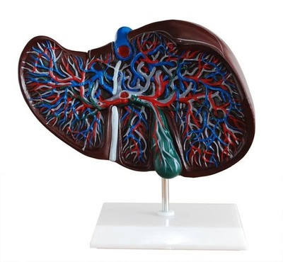 Human Liver Anatomical Model Life Size Medical Anatomy Teaching
