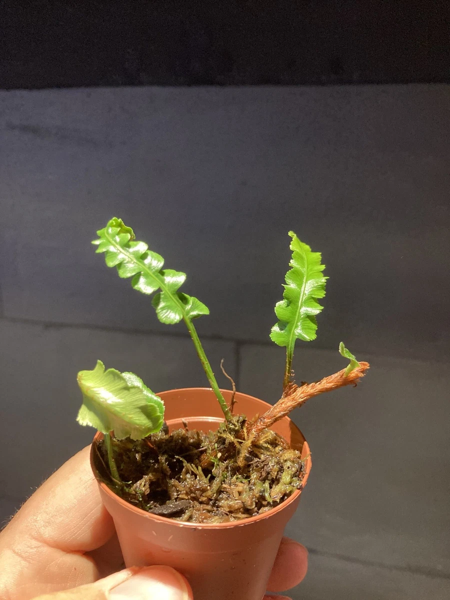 kunstpflanze wohnzimmer Ficus Benjamina Variegata Kunstpflanze 185cm Deko kaufen