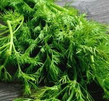 Mammoth Long Island Dill Seeds | Heirloom | Non-GMO | Fresh Garden Seeds