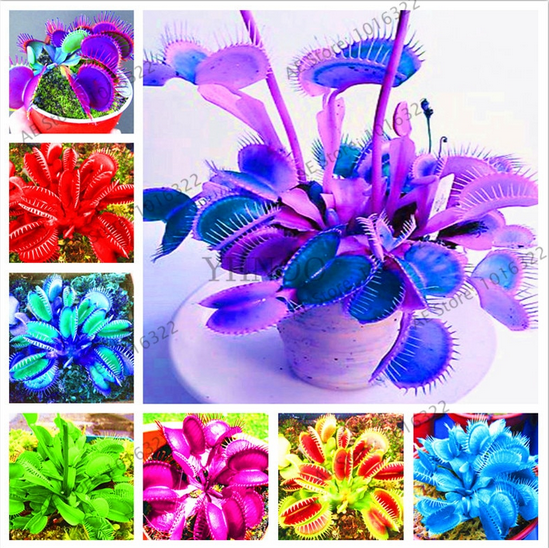 Dionaea Muscipula Giant Seeds Plants Clip Venus Flytrap Bonsai Blue 100pcs For Sale Online Ebay