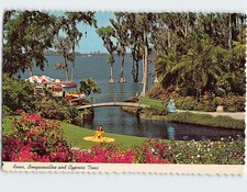 Postcard Roses Bougainvillea and Cypress Trees Cypress Gardens Florida USA