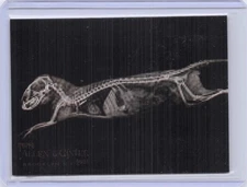 DWARF MONGOOSE 2024 ALLEN GINTER OREGON ZOO #XR-14