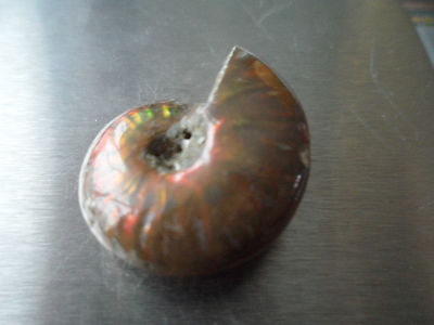 RAR Sammlerstück Ammonit AMMOLITH Fossil mit tollen Farben 22,5ct ~ 33B.