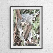 AUSTRALIAN NATIVE KOALA BEAR ANIMAL POSTER PICTURE PRINT Sizes A5 to A0 **NEW**