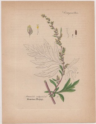 Etching: Common Mugwort, Artemisia vulgaris L, Graphic, Plants, Multicolor