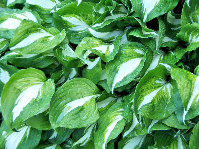 Hosta mix 100 seeds large variety, blue, grey, yellow, large, small ...