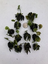 10 Sm Aquatic Banana Plants