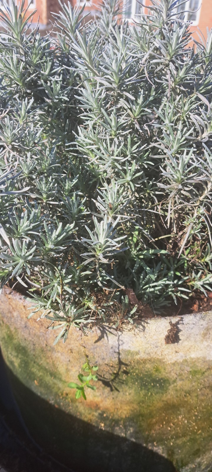 CURRY (BIG) PLANT – HELICHRYSUM ITALICUM Herb plant 9cm Pots ORGANIC image 2