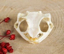 Black speckled Frog Skull ONE specimen bones gift Taxidermy decor oddities craft