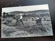 Farmers Farming In Fields Pulling Grass RPPC Real Photo Postcard