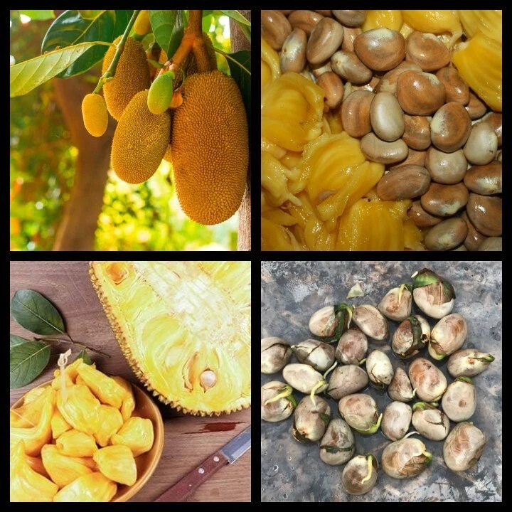 Easy Homemade Jackfruit Recipes 2024 AtOnce