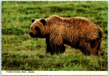 Postcard - Toklat Grizzly Bear, Alaska