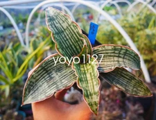 Succulent Cactus Plant Sansevieria Cleopatra of Egypt Beautiful Plant 6-8CM