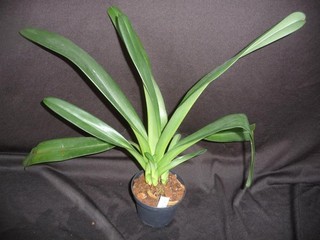 Paphiopedilum Julius ( rothschildianum x lowii) große mehrblumige Kreuzung