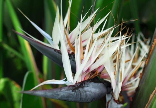 GIANT WHITE~Bird of Paradise~Strelitzia Nicholai~ROOTED PLANT~10-12 inches tall - Picture 4 of 12