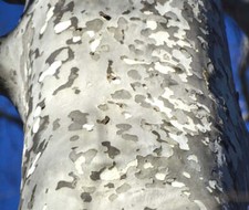 Platanus acerifolia - Ahornblättrige Platane