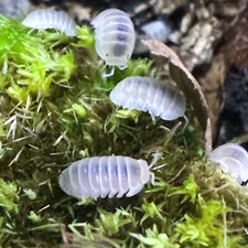 Isopod Factory 15 Cubaris Murina White Glacier Isopods Bioactive Clean Up Crew