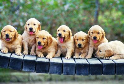 Golden Retriever Trading Post Puppy GOLDEN RETRIEVER PUPPIES
