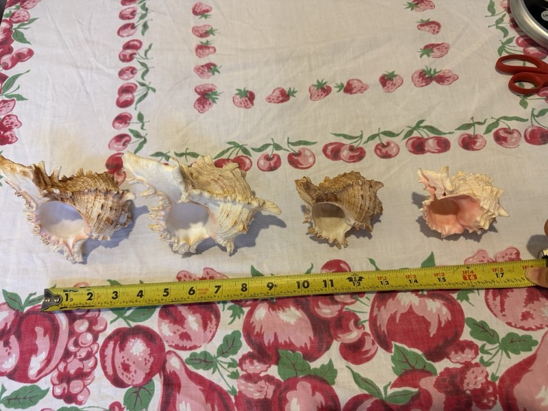 Natural Murex Conch Sea Shells Lot Of 4. Great Condition. See Photos.
