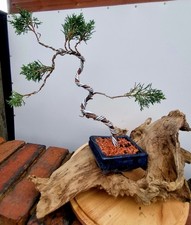 Shimpaku Juniper Bonsai, Shonin