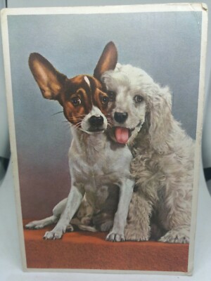 Vintage Postkarte Enge Freunde zwei Doggy Chums posieren für die Kamera 60er Jahre