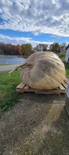 Giant Pumpkin Seeds packs of 3 seeds