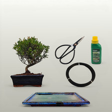 Brush Cherry Bonsai Tree in 15cm Pot | Semi-Shaped | 3 Piece Starter Kit | Drip