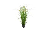 Gras Im Topf Mit Fuchsschwanz, Ca. 58 Cm