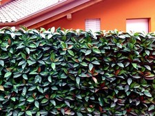 Siepe Finta Artificiale Foglia Photinia Sintetica  - 12 moduli cm 50X50 = 3 m2
