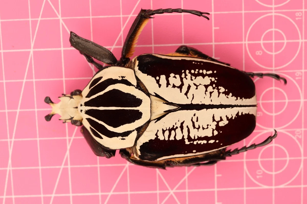 Goliathus Beetle for sale | eBay