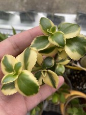 Crassula sarmentosa ‘Comet’ Variegated Jade Plant x1 unrooted cutting