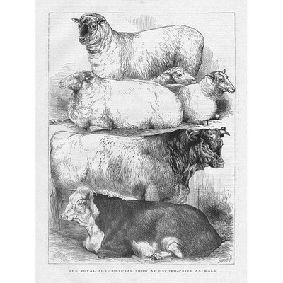 OXFORD Prize Animals at Royal Agricultural Show - Antique Print 1870